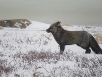 “Red” foxes can be red, gray or even black.