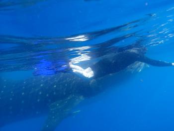 Norm Dailey and a whale shark. Photo by Susan Dailey