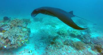 Black manta ray — Raja Ampat archipelago, Indonesia. Photo by Andrea Duggan