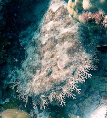 Tasselled wobbegong shark — Raja Ampat. Photo by Andrea Duggan