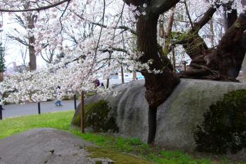 Detail of the rock-splitting Ishiwarizakura in Morioka, Japan. Photo by Clyde F. Holt