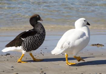 A pair of upland geese.