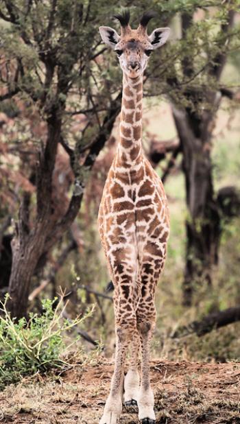 A giraffe calf posing for a portrait in Tanzania. Photo by Jared Sternberg/Gondwana Ecotours