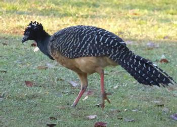 This curassow was photographed on an Overseas Adventure Travel trip to the Pantanal in Brazil in January 2015. That area is a birdwatcher’s dream. I took at least 75 pictures of unusual and colorful birds. — IRMA GURMAN, Smithtown, NY