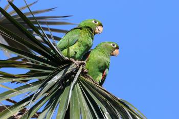 Hispaniolan parakeet — Dominican Republic.