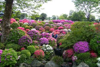 Nezu Shrine hillside with a few visitors tucked in amongst the azaleas — Tokyo. Photo by Jane B. Holt