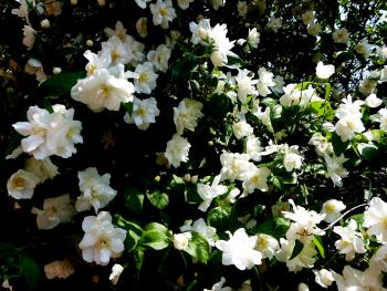 Roses in bloom in the Greater Fürstenberg Garden, Prague.