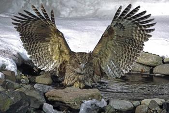 A Blakiston’s fish owl, seen at the Washi No Yado guest house.