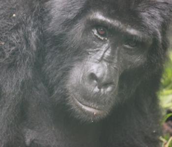 Adult female gorilla in Bwindi Impenetrable National Park, Uganda. Photo by Marlene Snedaker