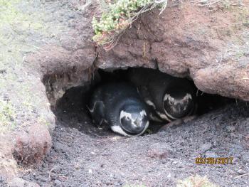 Magellanic penguins — Falkland Islands. Photo by cruise passenger Forrest Smith