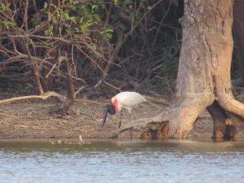 A jabiru stork fishing along Guyana's Rupununi River. Photo by Denzil Verardo