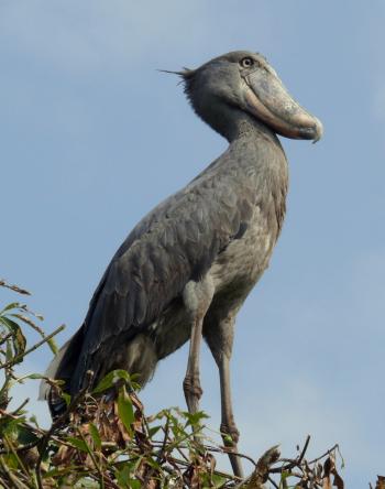 Shoebill (bluish gray) in a tree at Shoebill Camp, Bangweulu Wetlands, northern Zambia. Photo by Anne Warburton