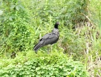 Horned screamer in a tree — Pacaya-Samiria National Reserve, Peru. Photo by Anne Warburton