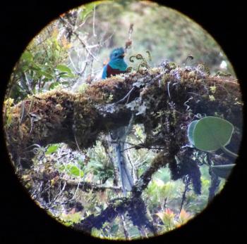 A resplendent quetzal in Costa Rica. Photo by Janet Weigel