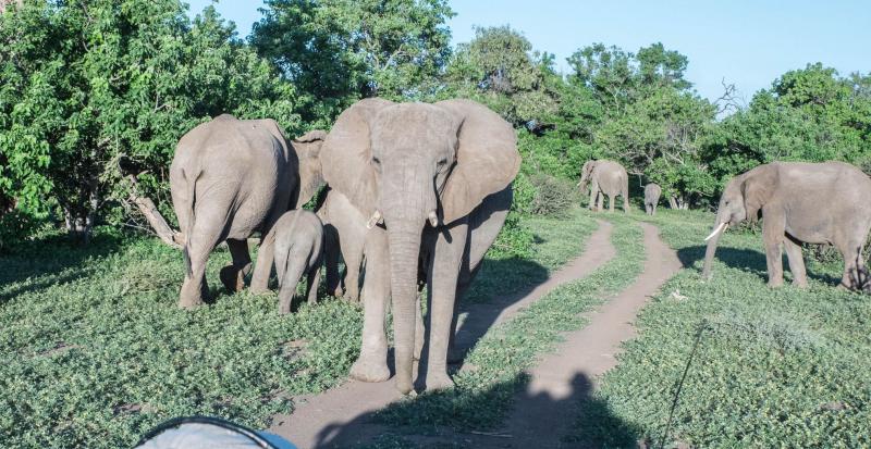 African elephants. Photos by George Anderson