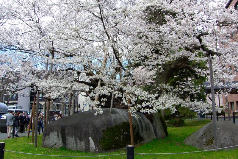 The rock-splitting Ishiwarizakura in Morioka, Japan. Photo by Jane B. Holt